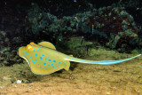 Spotted Stingray Flying 