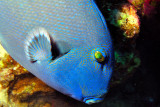 Blue Triggerfish