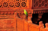 Green Parrot On Red Stone