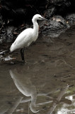 Reflection of a Heron