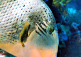 Yellowmargin Triggerfish (Pseudobalistes flavimarginatus) Eye