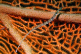 Minute Pipefish on a Seafan 