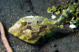 Small Filefish 