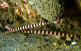 Pipefish Couple 