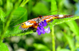 Malay Lacewing Cethosia hypsea Frontal