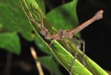 Woodstick Insect