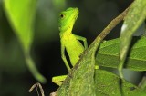 Green Tree Lizard