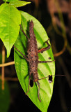 Stick Insect Eating