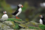 The Puffins Gracious Trio