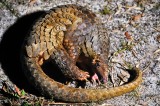 Pangolins Slow Wake Up