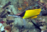 Longsnouted Butterflyfish 