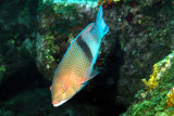 Blackbar hogfish - Bodianus speciosus