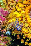 Nudibranchs Love Duet Over a Seastar