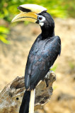Hornbills Portrait