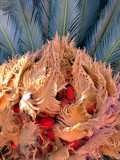 Hidden Fruits of the Palm Tree