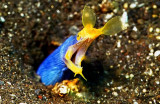 Yellow Ribbon Morey Eel 