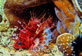 Lion Fish, Pterois Radiata, Hidding In Coral 