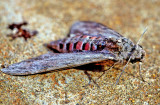 African Moth 