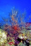 Black Coral Tree 
