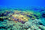 Pristine Coral Reef 