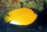 Threespot Angelfish - Apolemichthys trimaculatus 