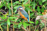 Kingfisher In Chiba