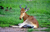 Hartebeest, Alcelaphus buselaphus