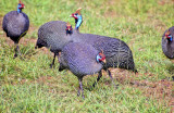 Guineafowl