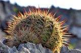 Cactus On The Rocks