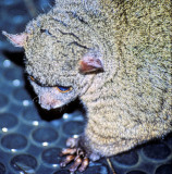 Invading Bush Baby - Northern Greater Galago, Otolemur garnettii kikuyuensis