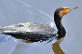 Todays Cormorant