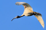 Black-headed Ibis (Threskiornis melanocephalus) 