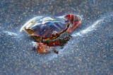 Crab In Hidding