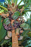 Coco de Mer Female Tree 