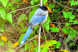 Asian Azure-winged Magpie (Cyanopica cyanus) 