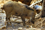 Indian Wild Boar