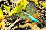 Stretching Wings Before a Catch