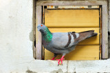 Inquisitive Pidgeon