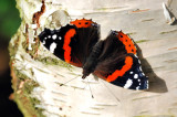 Butterfly on Birch Tree