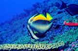 Bannerfish Hovering Over Table Coral 