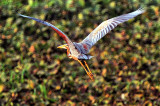 Take Off Of The Purple Heron