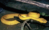 Yellow Snake - Morelia Viridis,  The Green Tree Python