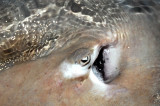 Eye And Ear