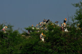 Big Stork Colony