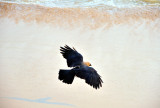 Indian House Crow Landing