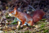 Elusive Red Squirrel 
