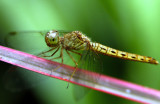 Thai Dragonfly