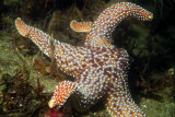 Blue Spotted Starfish 