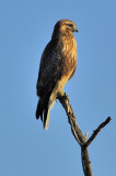 Perched On Dead Tree