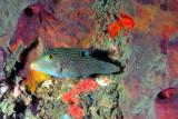 Spotted sharpnose - Canthigaster solandri On Sponge